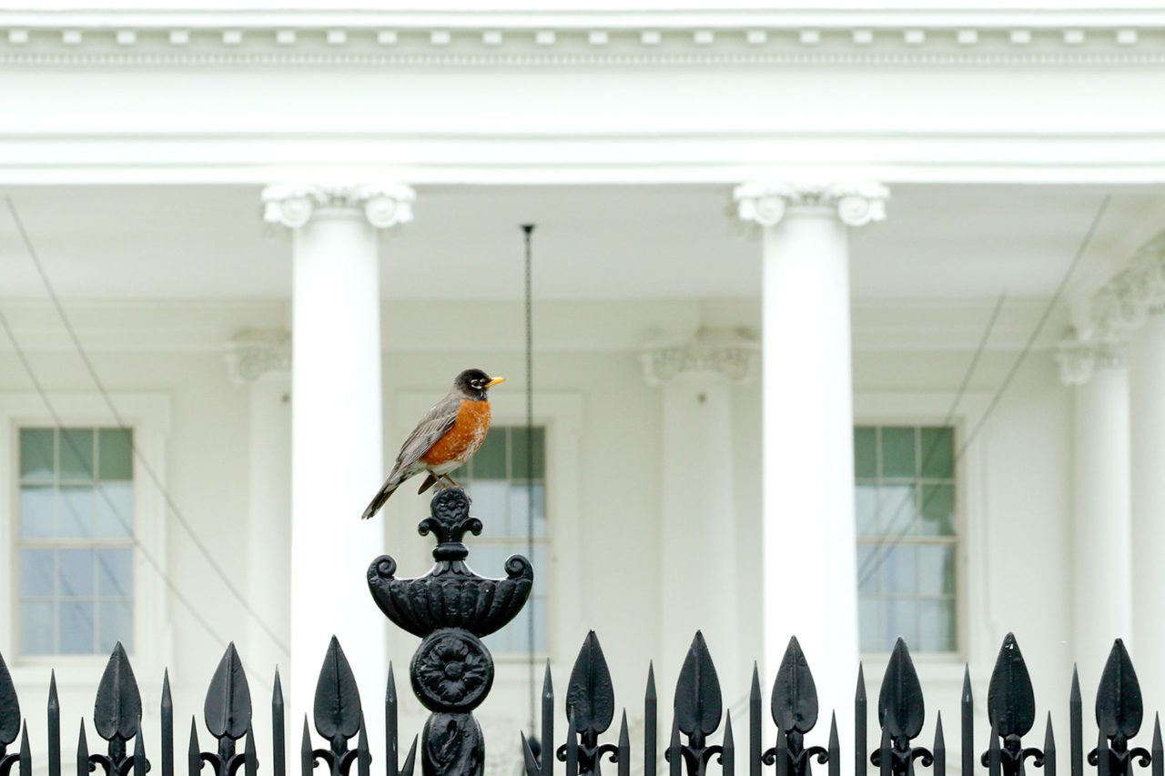 The common name “robin” has been applied to many songbird species around the world, including American Robin (family Turdidae), European Robin (family Muscicapidae), and more than 40 species in New Zealand, Australia, and Oceania (family Petroicidae). American Robin by Greg Bodker/Macaulay Library.