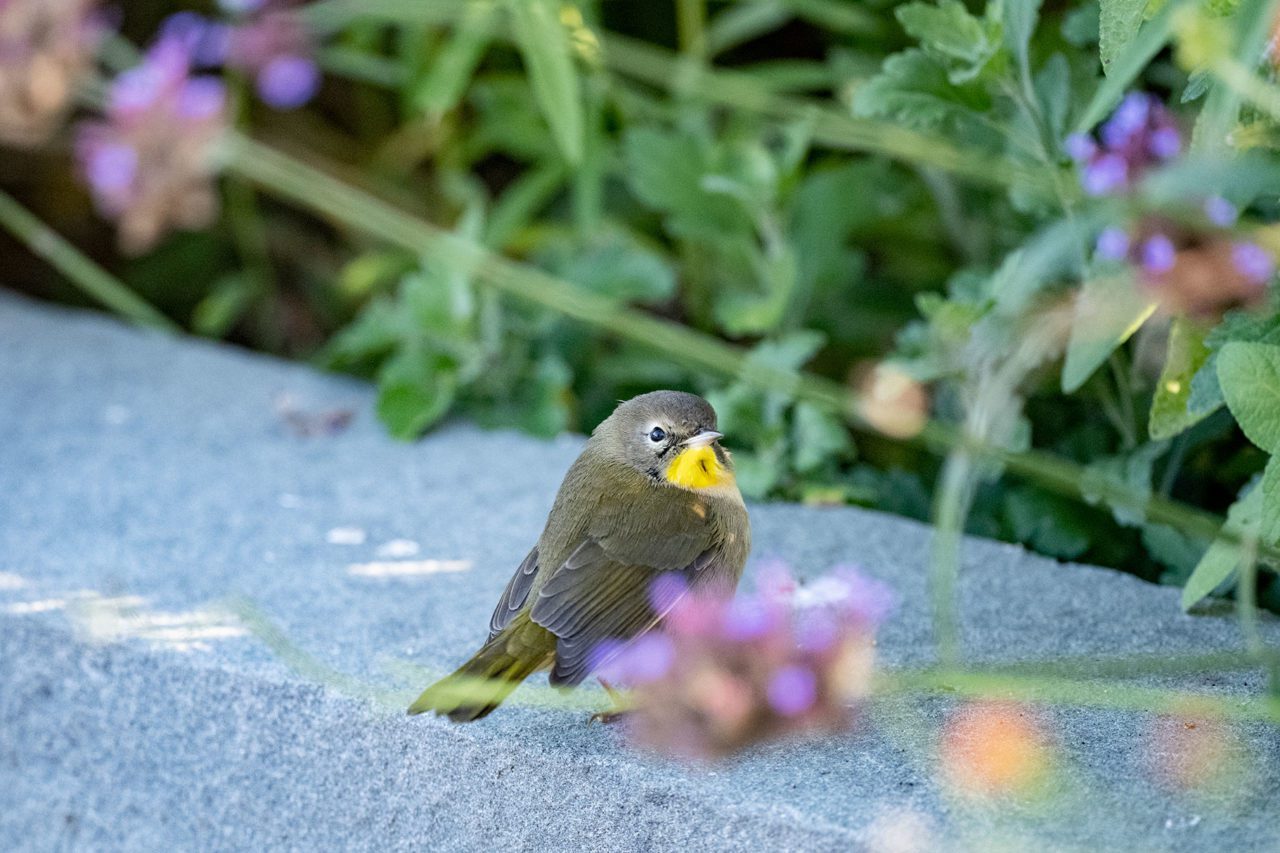 On the late October bird walk, many congressional staffers saw their first Common Yellowthroat.