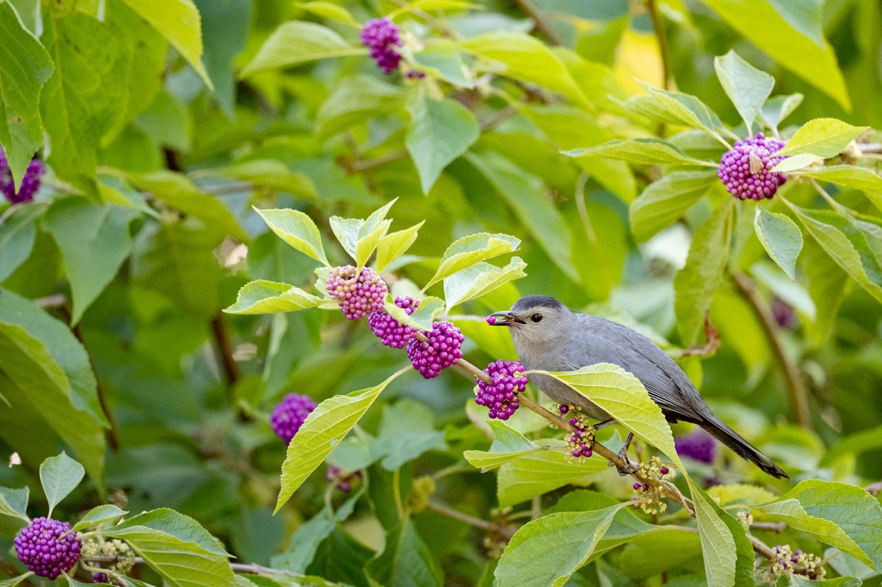 A Gray Catbird was one of 20 species within three blocks of the Capitol that was spotted on one of James’ bird walks.